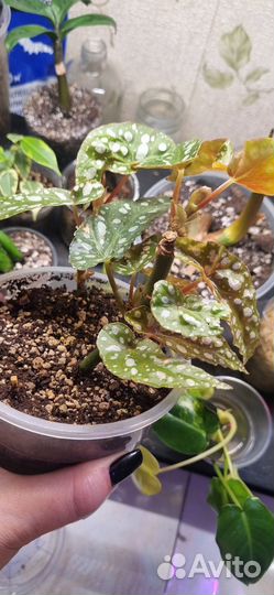 Бегония макулата