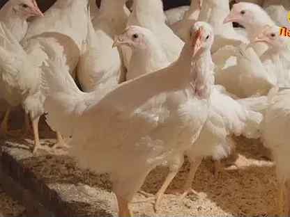 Несушки Хайсекс Уайт/5 мес./на яйце, Санкт-Петербург