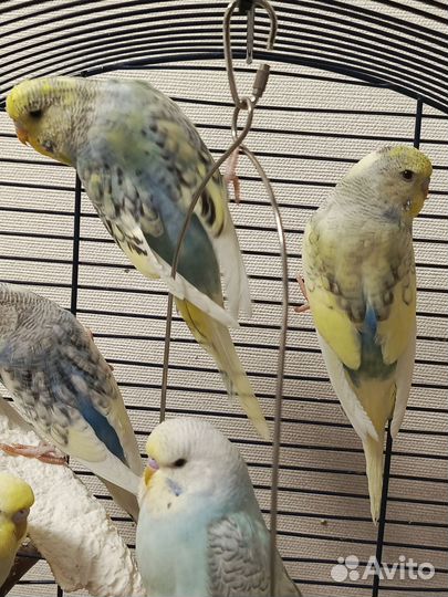 Волнистый попугай, получехи, Чехи