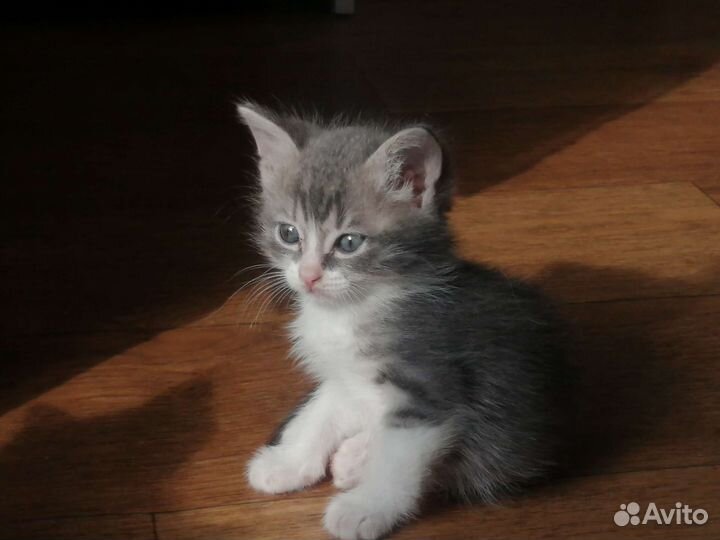 Котята в добрые руки, в лоток ходят