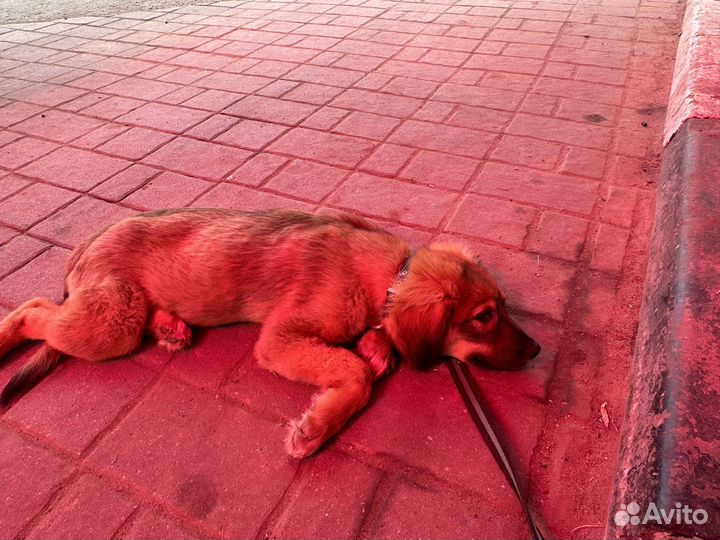 Собака вроде как помись европейской овчарки