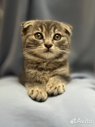 Вислоухая кошка