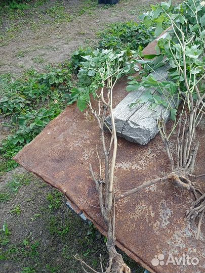 Пион древовидный,деленки