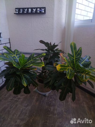 Кодиеум кротон