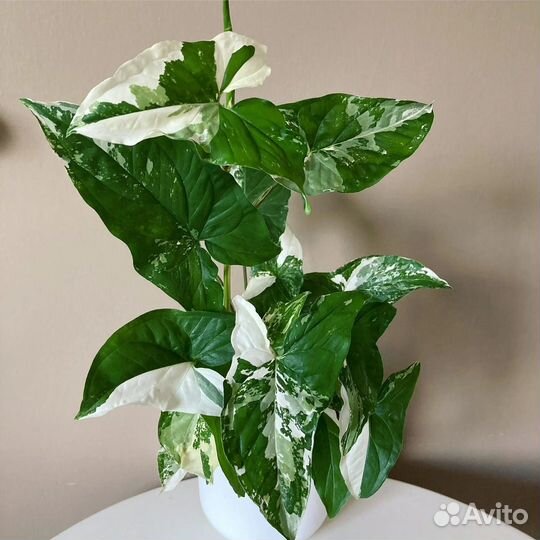 Сингониум imperial white