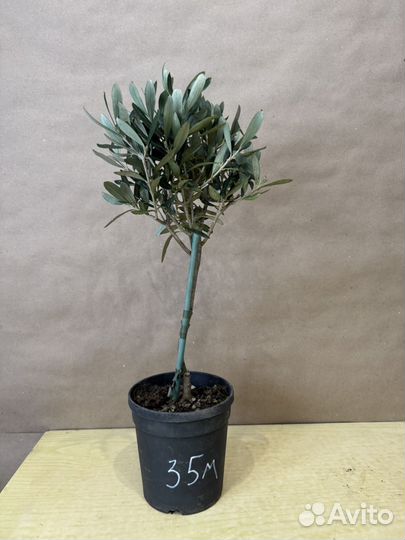 Оливковое дерево