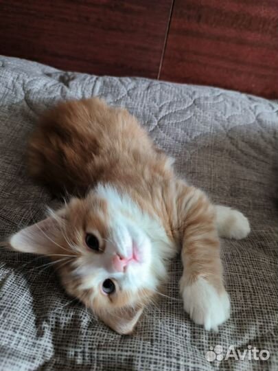 Кошка в дар