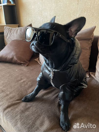 Куртка для собак мелких пород