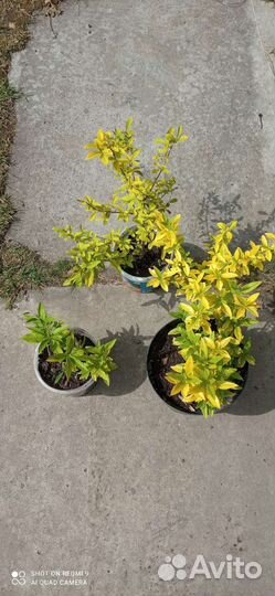 Пеларгонии