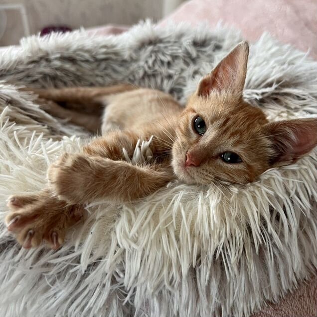 Котёнок в добрые руки