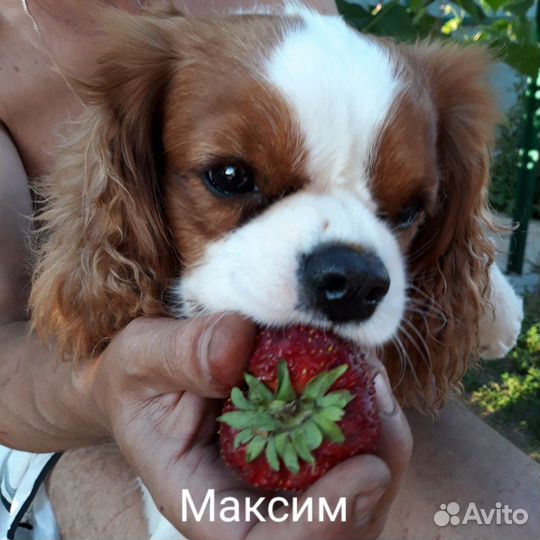 Осень. Саженцы сортовой клубники