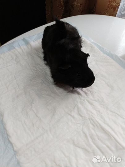 Морские свинки