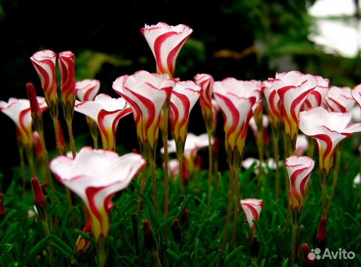 Кислица Golden Cape (Голден Кейп) (луковицы)