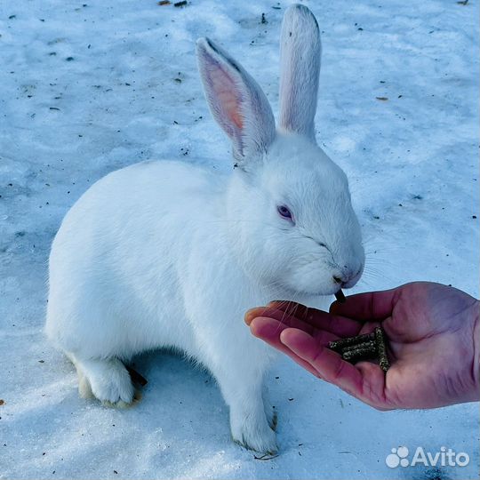 Сено гранулы (разнотравье)