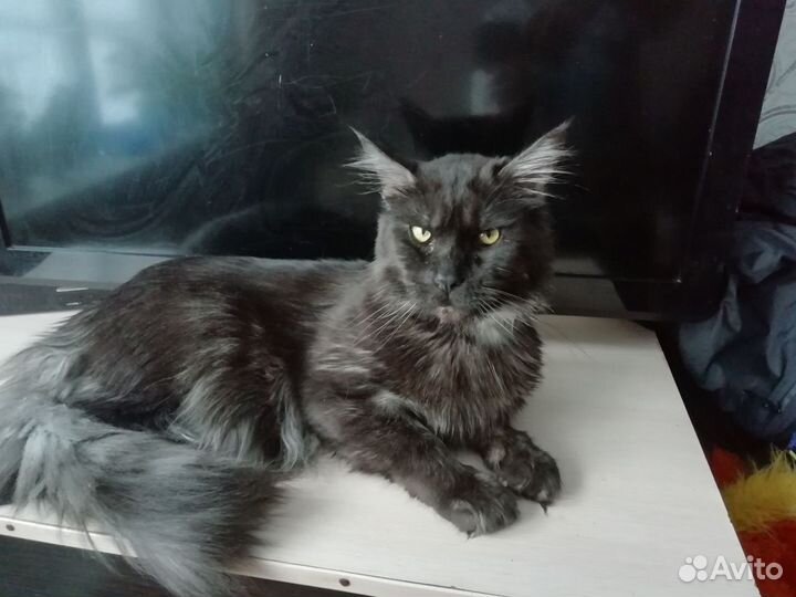 Котята мейн-кун чёрный мрамор в серебре