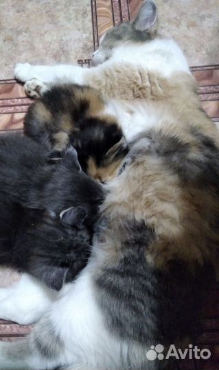Очень симпатичные и ласковые котята