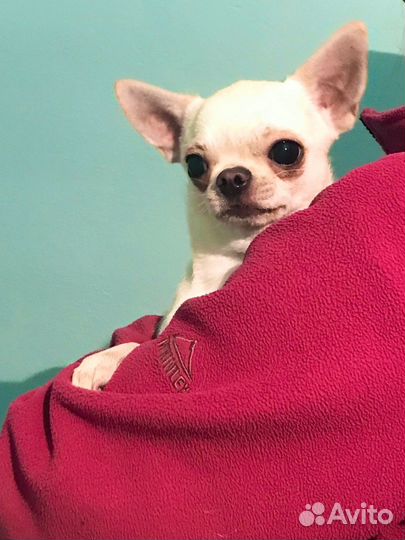 Чихуахуа мини вязка