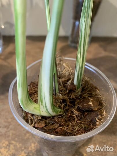 Монстера вариегатная альба