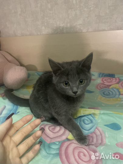 Котята в добрые руки бесплатно