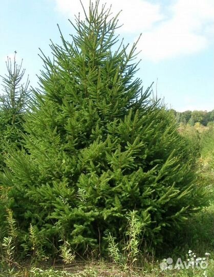 Ель обыкновенная - extra качество Высота от 300см
