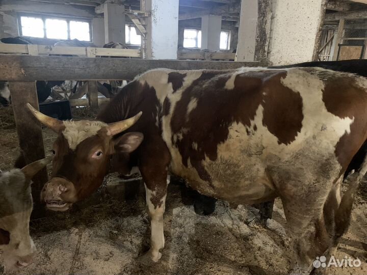 Быки айрширской породы