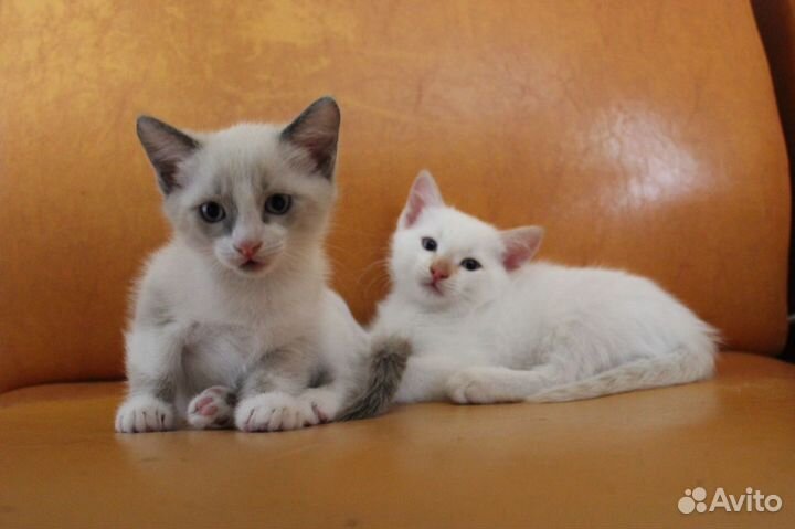 Отдам котят