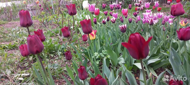 Тюльпаны