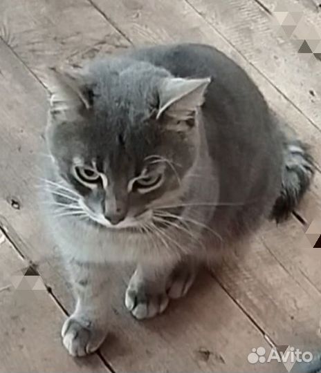 Ласковый кот