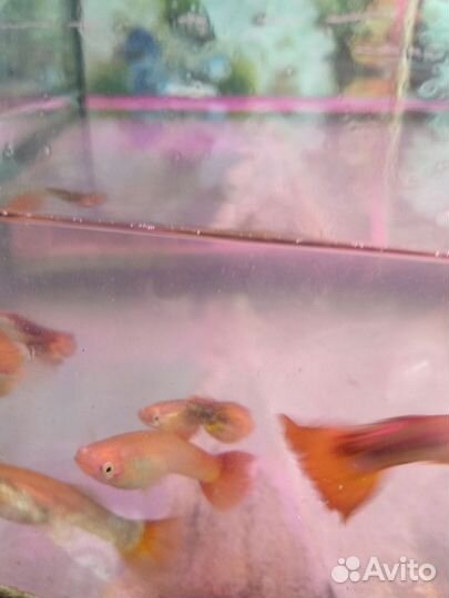 Рыбы гуппи