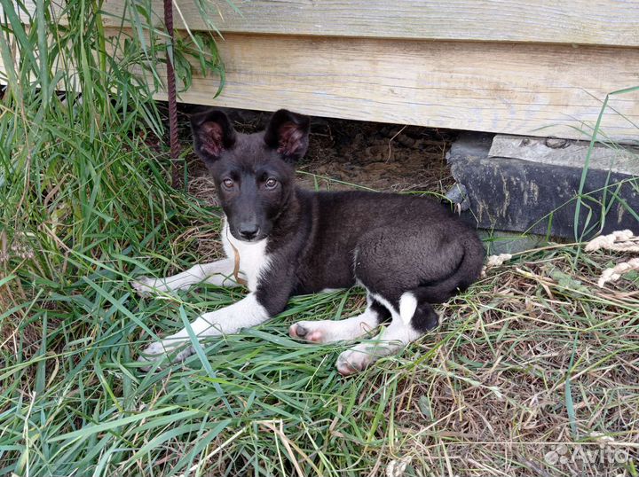 Щенок, сука, метис