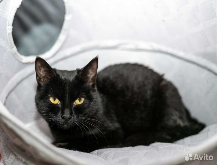 Черная Кошка По имени Салли