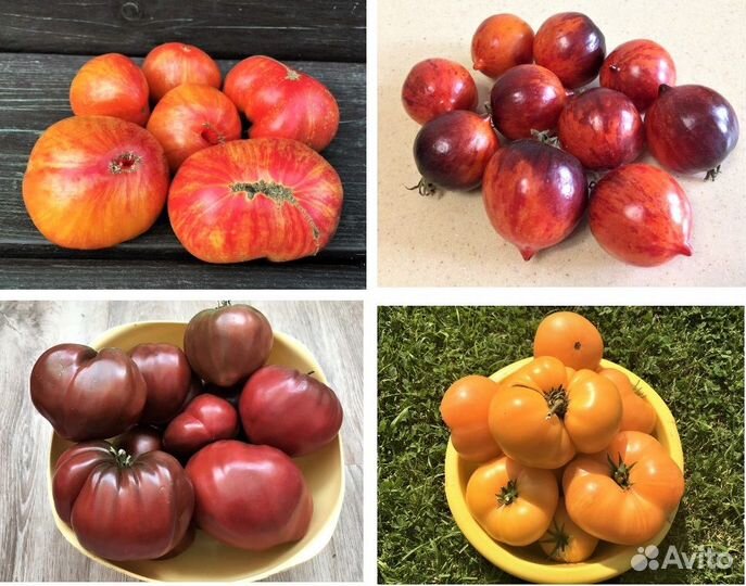 Семена томатов из проекта 