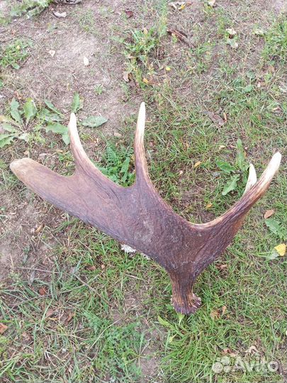Продам рога лося