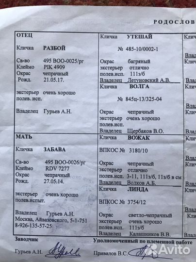 Щенки русской гончей