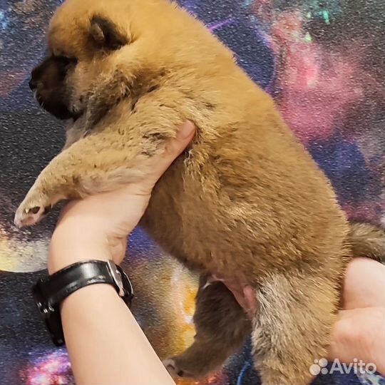 Малыш Сиба РКФ