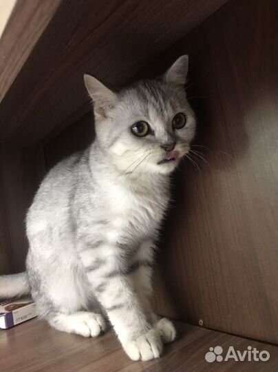 Шотланский котенок