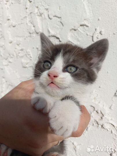 Котята в добрые руки 2мес