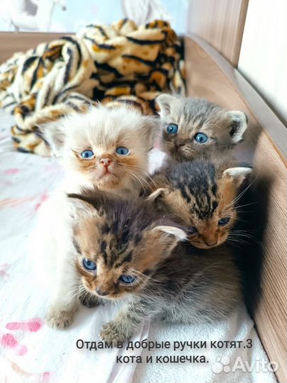 Котята в добрые руки бесплатно