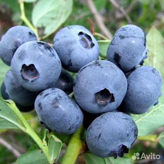 Продам плодовые кустарники