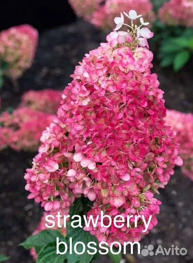 Гортензия метельчатая,отправка по всей России