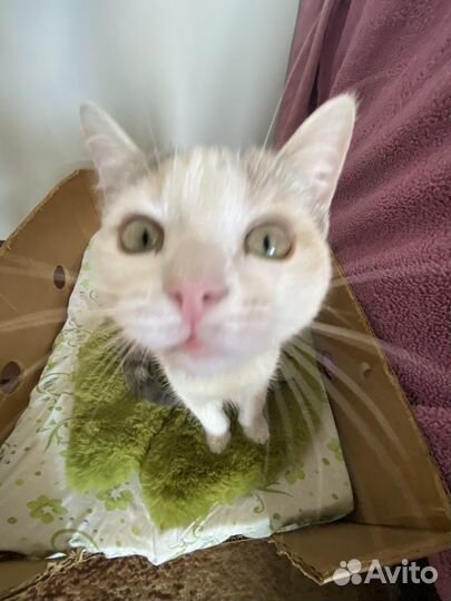 Котята в добрые руки даром