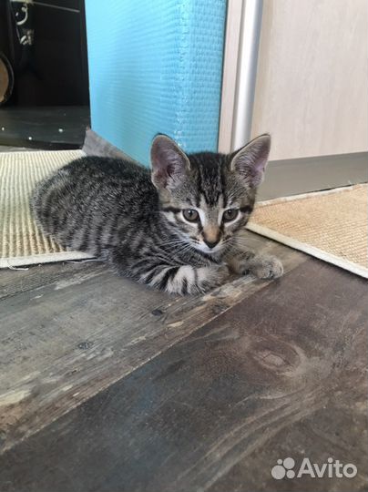 Котята