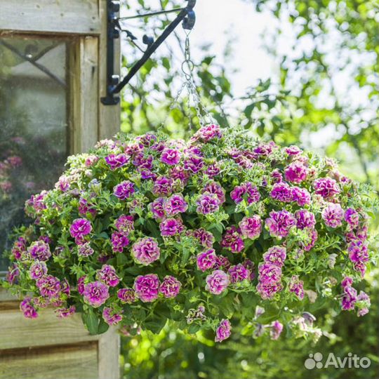Вегетативные петунии и алиссум