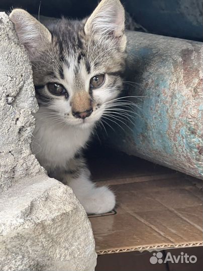 Бездомные малыши-котята на улице