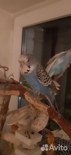 Ввп (Птенцы) чехи и обычные волни