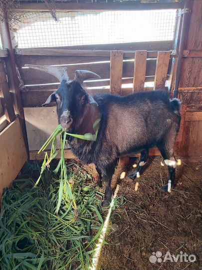 Козы дойные и козлы