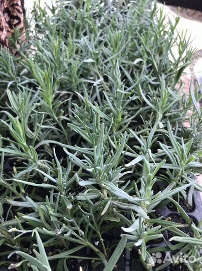 Лаванда рассада