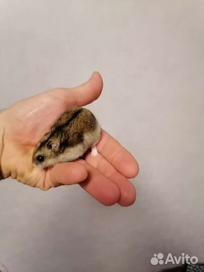 Джунгарский хомяк