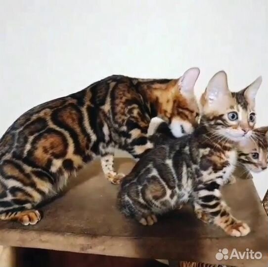 Бенгальские котята