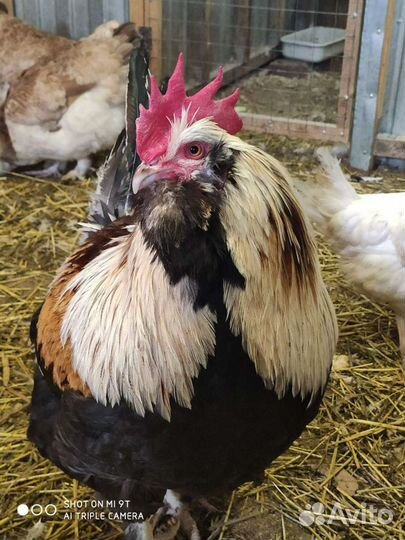 Фавероль лосось